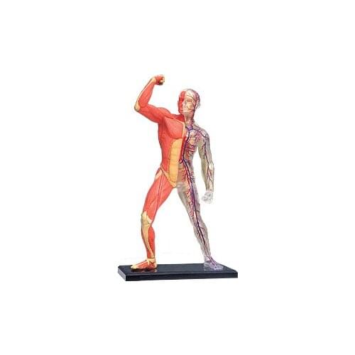 MUSCLE & SKELETON ANATOMY MODEL,48pcs