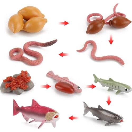 Cross-Border Hot Sale Childrens Exploratory Enlightenment Toy Simulation Salmon Earthworm Growth Cycle Set Model Ornaments