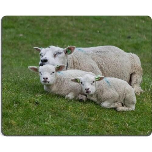 Mouse pad gaming mouse pad Fish kindergarden Natural Rubber Material PN00X11027