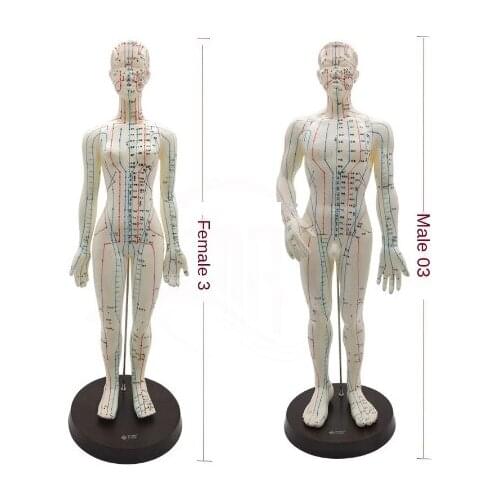 Meridian English- Chinese model human acupuncture point human body model 50cm male or 48cm female in Chinese free shipping
