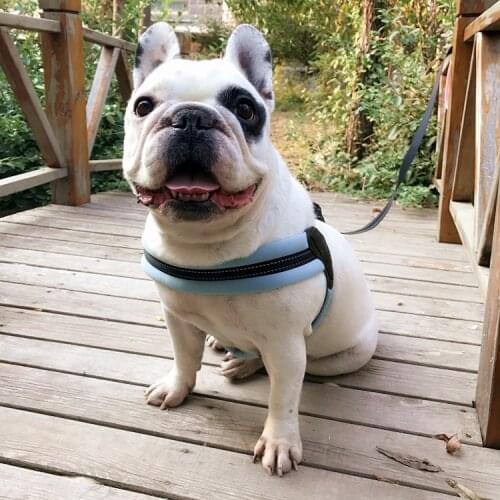 Adjustable Reflective Dog Harnesses Vests Chest For Dog Collars And Harnesses Soft Comfort Pet Dog Collar Dog Accessories