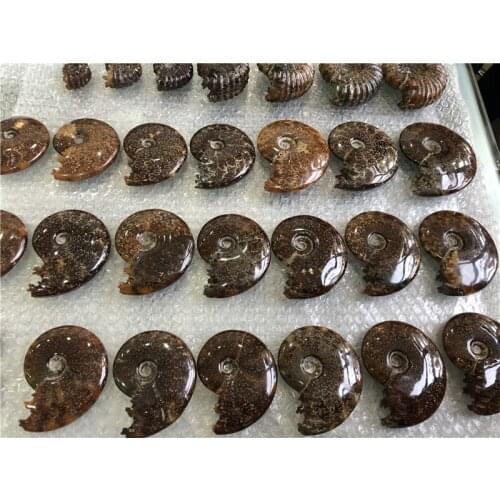 1 kg mixed size natural ammonite fossil from madagascar for home dec wholesale price natural stone and minerals fossil specimen