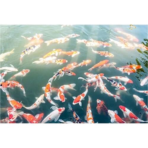 DIY Diamond Painting Full Diamond Round Koi Group Cross Stitch Embroidery Home Wall Decoration