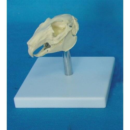 Rabbit Head Bone Skull Skeleton Model Rabbit Skull Anatomical Model Medical Teaching Veterinary Anatomy Animal Skeleton Model