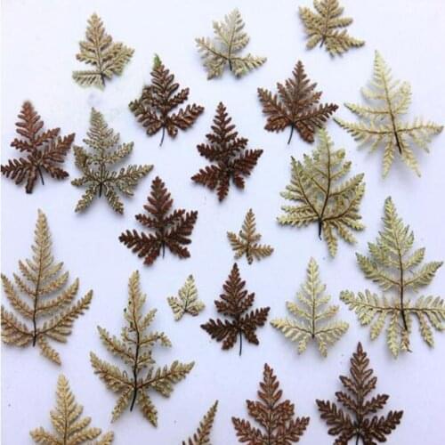 100pcs Dried 1.5-4cm Fern Leaf Leaves Plants Herbarium For Jewelry Postcard Photo Frame Bookmark DIY Project Making Accessories