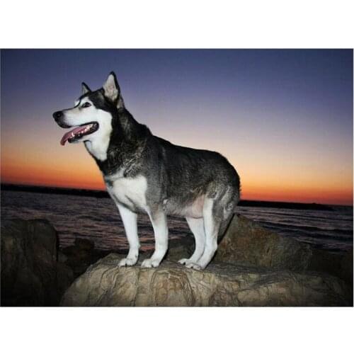 DIY Needleworks Diamond Embroidery Full Square 5D DIY Diamond Painting Alaskan Malamute Picture Of Rhinestones decor E636