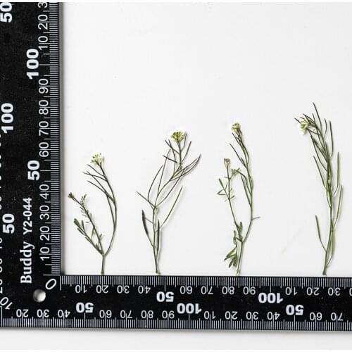 60pcs Pressed Dried Cardamine hirsuta L Flower Plants Herbarium For Epoxy Resin Jewelry Making Makeup Nail Art Craft DIY