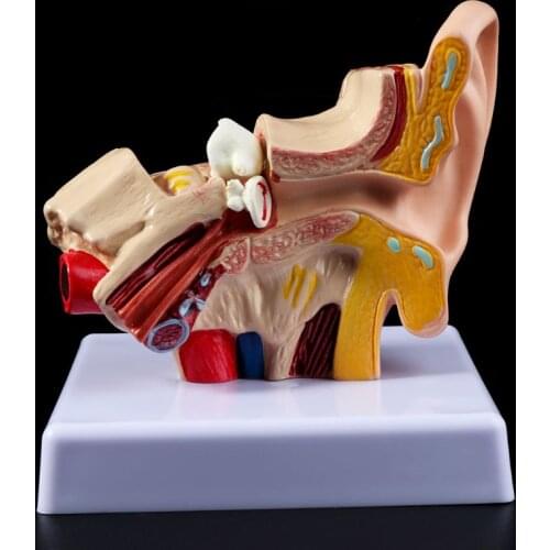 1.5 Times Life Size Human Ear Anatomy Model OrganMedical Teaching Supplies Professional