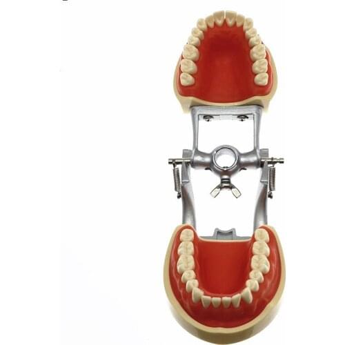 Dental All Removable Teeth Model 28 pcs Dental Teeth Model for Dental teaching practice model