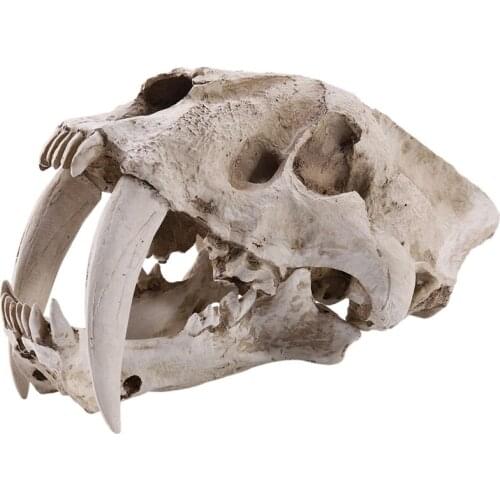 New-1:1 Size American Ancient Animals Saber Tooth Cat Tiger Skull Sabertooth Smilodon Fatalis Specimen Model Animal Skeleton Mod