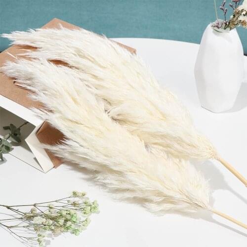 5/10Pcs/Bunch Natural White Material Dried Reeds Brown Pampas Grass Real Flower Plant Stems Bunch DIY Craft Wedding Home Decor