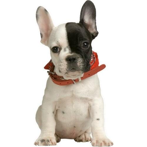 I Love French Bulldog Colorful Car Sticker Bumper Motorcycle Helmet Decal Auto Decoration Vinyl Cover Scratches Waterproof PVC