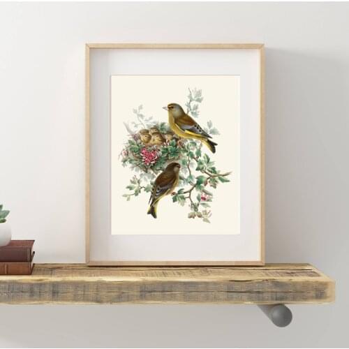 Bird Botanical Poster Greenfinch Bird Antique Illustration Print Nest Natural History Wall Art Decor Retro poster kraft paper