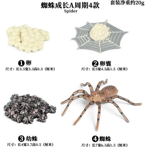 Spider Growth Cycle Set Solid ABS Plastic Hand Model Simulation Animal Egg Insect Model Educational Christmas Gift For Children