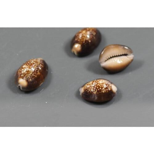 5pcs/lot Natural conch shell hole-digging tortoise shell -digging shell black sea shells conch sea star seafish