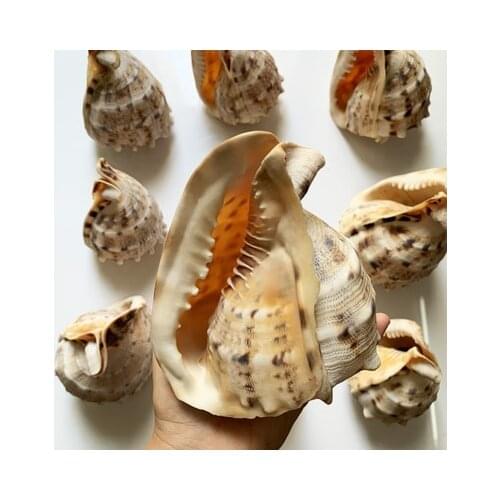10-14cm Natural Conch Shell Large Hermit Crab Conch Tang Crown Snail Home Garden Office Decoration