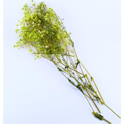 Dry flower Natural Dried Cipso 40cm(18 -20 Grm) Green decoration artificial flower искусственный цветок