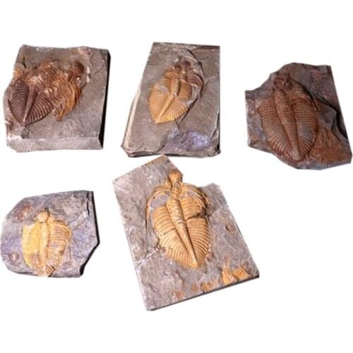 Natural Trilobite-Fossil Crownworm Teaching Science Specimen with Wooden Box 24BE