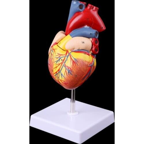 Medical Science Accessories Disassembled Anatomical Human Heart Model Anatomy Medical Teaching Tool dropshipping