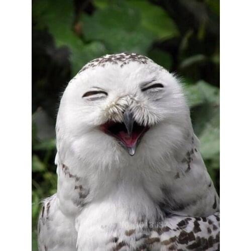 Diamant Diy 5D Diamond Painting Cross Stitch Smiling Owl Needlework 3D Diamond Embroidery Full Diamond Decorative Sticker Kits