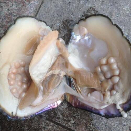 Vacuum Packaging Real Natural Pearl Oysters Big Monster Oysters Christmas Gift FP371