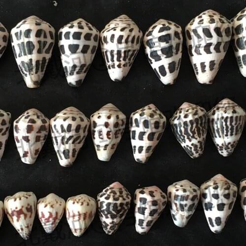 Rare Natural Conch Shell Screw Diy Aquarium Landscape Seashells Crafts Decor Home Wall Decoration