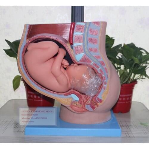 ISO Certification Nine Months of Pregnancy the Fetus Pelvis Model,Intra-abdominal Month Fetus Model