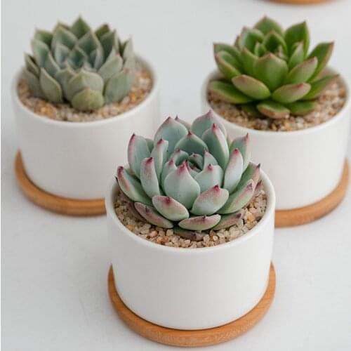 6PCS Plant Tray Pot Succulent Basin Indoor Potted Plants Simplicity Planting Oragnizer Desk Decoration White Porcelain Flowerpot