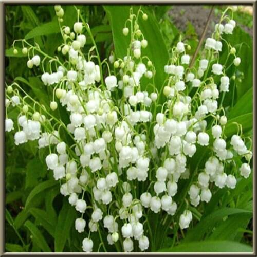 Flowers Rose DIY Cross Stitch 11CT Embroidery Kits Craft Needlework Set Printed Canvas Cotton Thread Home Dropshipping