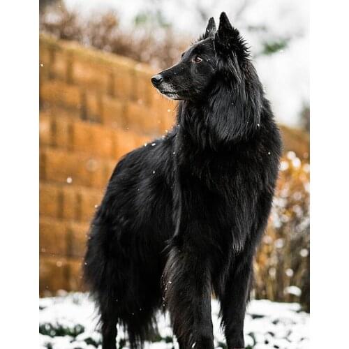 Animal 5D DIY Diamond Embroidered Dog Square/Round Diamond Mosaic 5D Diamond Painting German Black Shepherd Home Decoration