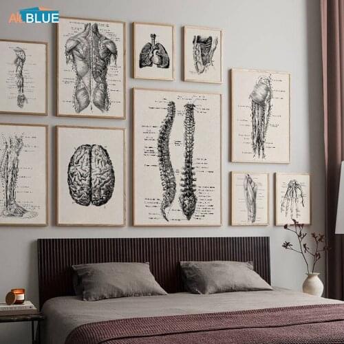 Human Anatomy Art Medical Wall Pictures Muscle Skeleton Vintage Poster Body Organ Nordic Canvas Print Education Painting Decor