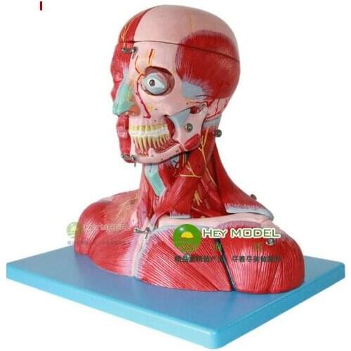 Head and face muscle nerve Anatomical Structure Head and neck Neurovascular Attached brain model free shipping