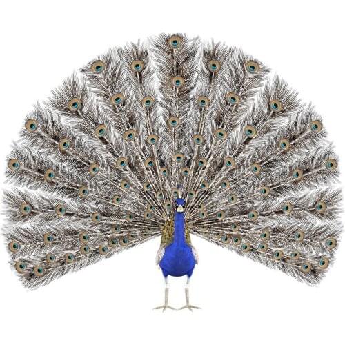 Three Ratels QC497 Beautiful peacock wall sticker art for bedroom Animal stickers Vinyl PVC Decal