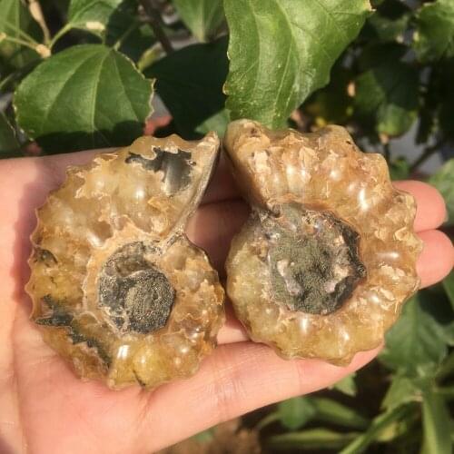 1pcs Natural conch fossil specimens of Madagascar 55g