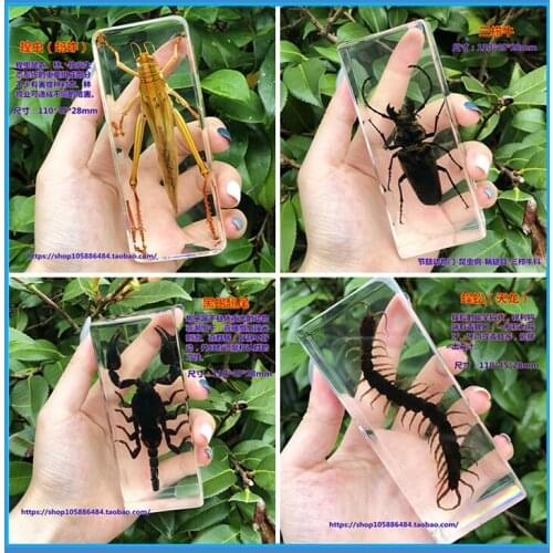 Resin insect specimens real insect beetles spider beetles long beetles scorpions centipedes amber specimens