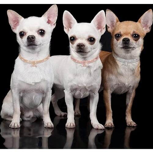 Bling Crystal Personalized Dog Collar Leather Puppy Pet Shiny Full Rhinestone Charms Pet Little Dogs Supplies