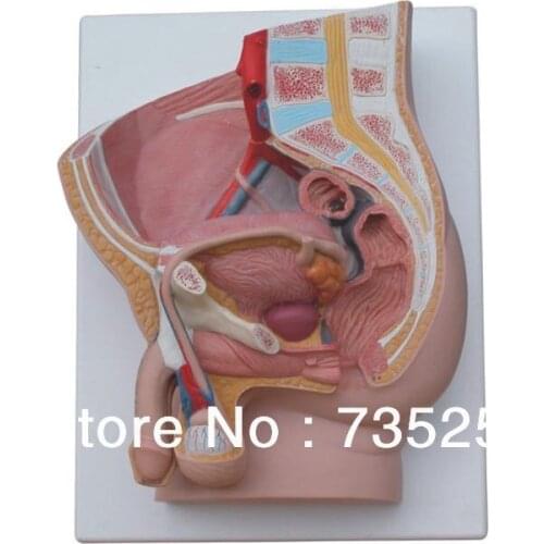 Human Male Pelvis Section (2 Parts),Male Genitalia Sagittal Anatomical Model
