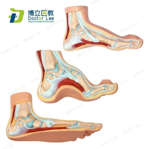 Human Feet Anatomy Skeleton Model 3 Sections for Teaching Demonstration