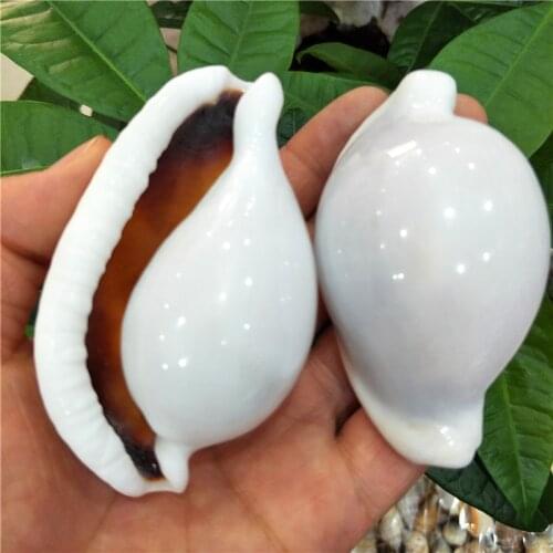 Natural White Rabbit Conch SeaShells Fish Tank Wedding Diy Creative Home Wedding Acquarium Decor Accessory