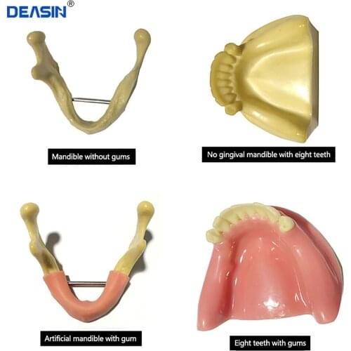 1 pc Dental Implant Practice Teeth Model with Imitation Bone (Drilling) Silicone Soft Gum (Cutting/Stitching) Lower Jaw