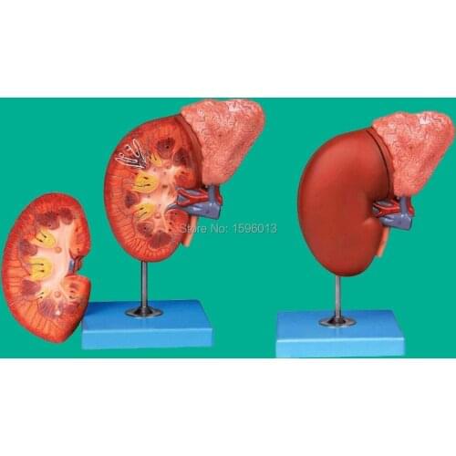 Kidney and Adrenal Gland Model, Renal Anatomy Model , Adrenal anatomy Model(2-Part)