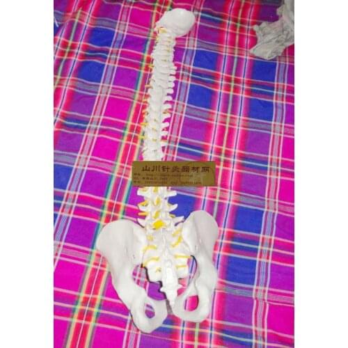 85 cm human spine model (with pelvic intervertebral disc) / teaching model apparatus