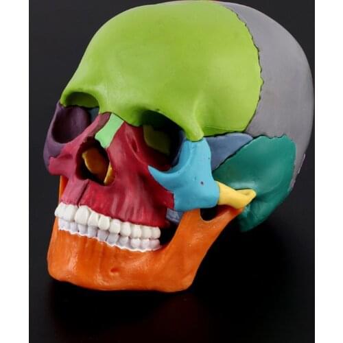 15pcs/set 4D Disassembled Skull Anatomical Model Detachable Medical Teaching Tool