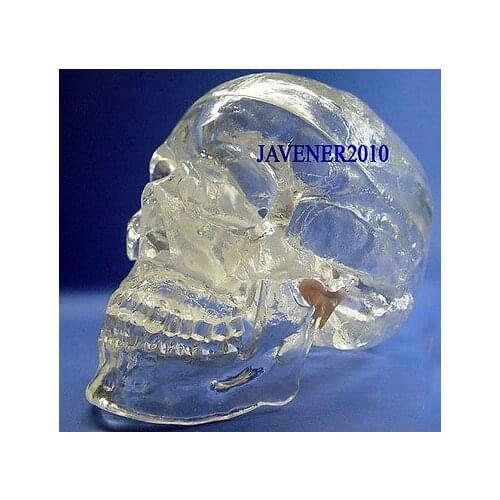 Human Anatomical Anatomy Head Skull Skeleton Medical Model Transparent