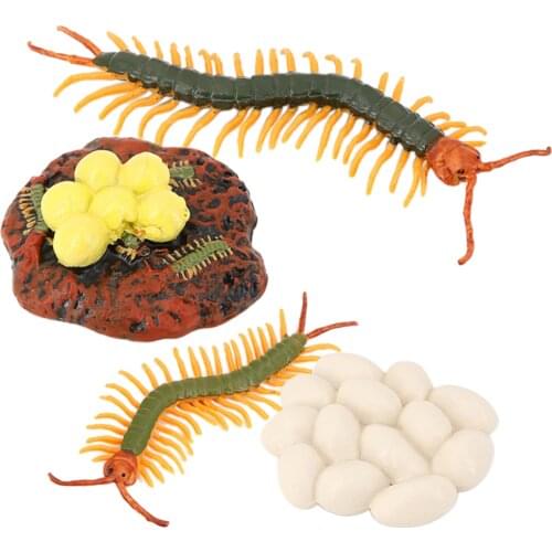 4Pcs Centipede Growth Figure Insect Life Cycle Model Education Cognitive Toy