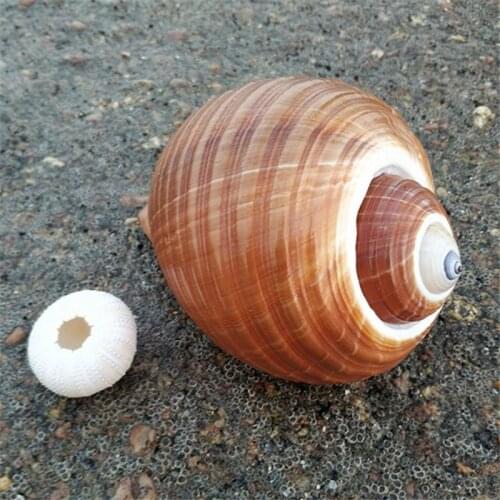 Big Natural Spiral Spot Screw Aquarium nature shell vases plant vase