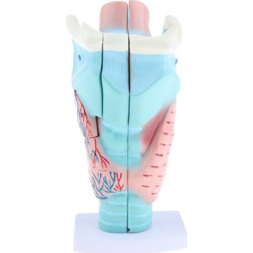 Laryngeal Anatomic Model Human Larynx Model Human Larynx Anatomical Medical Model Medical Science Education Teaching Tools