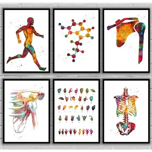 Running muscle man Serotonin Molecule Shoulder Bones Shoulder dislocation Sign Language Anatomical Medical And Science Poster