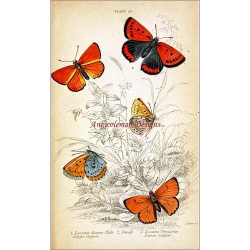 Needlework for embroidery DIY French DMC High Quality - Counted Cross Stitch Kits 14 ct Oil painting - Five Butterflies