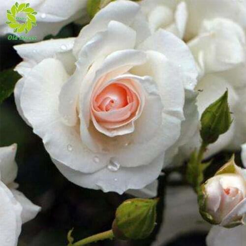 Diamant Painting 5D DIY Diamond Painting Full Square Drill "white rose" Embroidery Cross Stitch gift Home Decor Gift